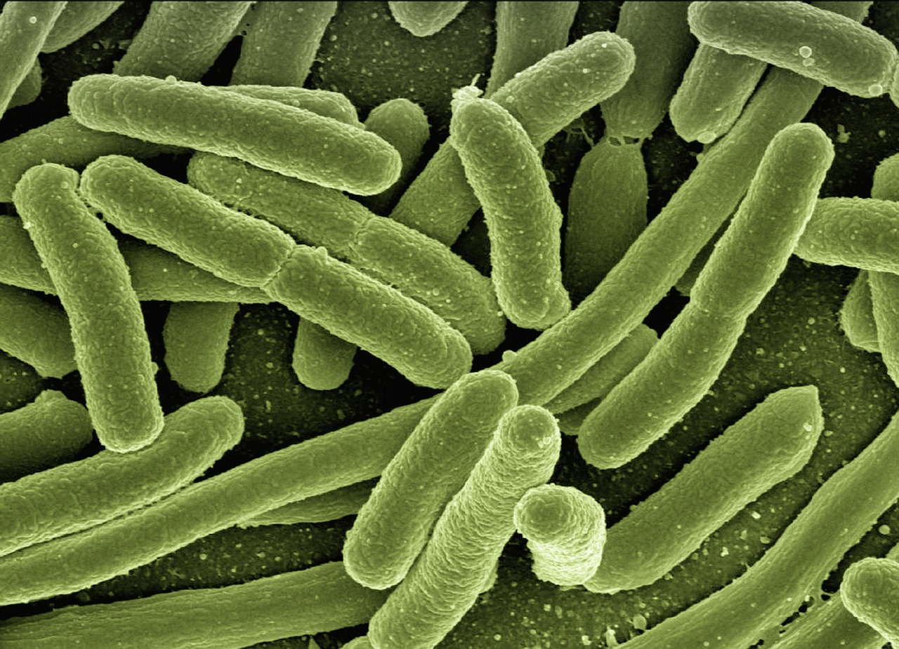 Koli, bacteria