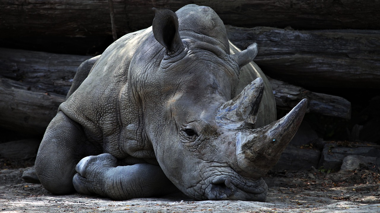 Rinoceronte,