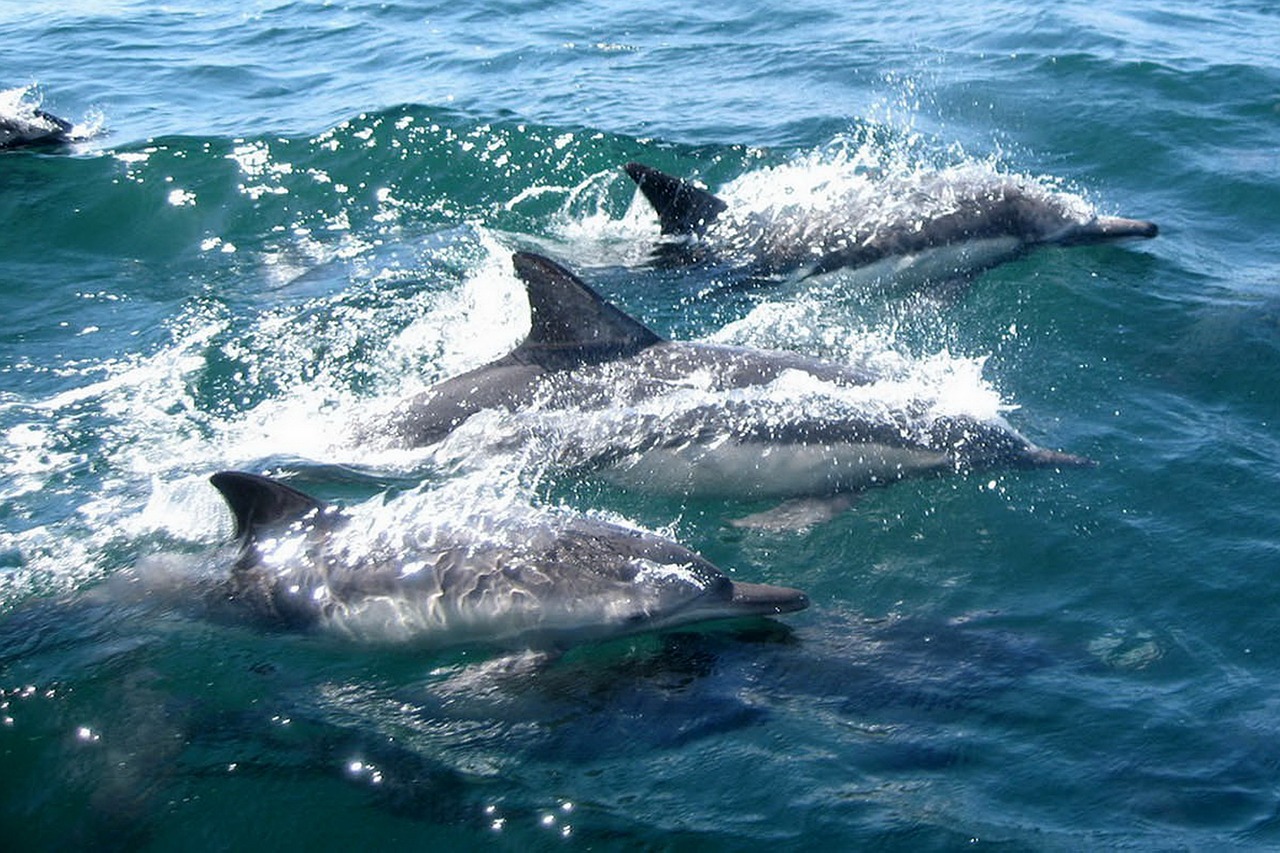 delfines, Golfo de México