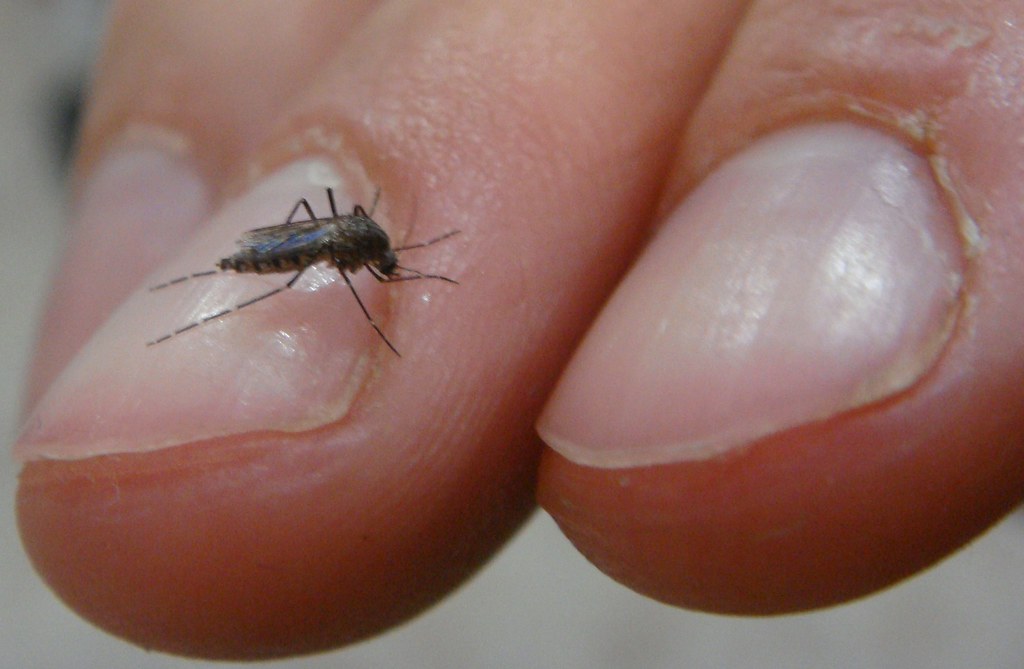 aedes taeniorhynchus, mosquito, virus, Mérida
