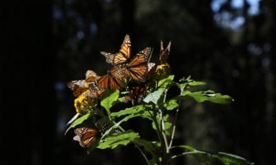 Los santuarios de la mariposa monarca están en Michoacán y Estado de México. Foto: Cuartoscuro