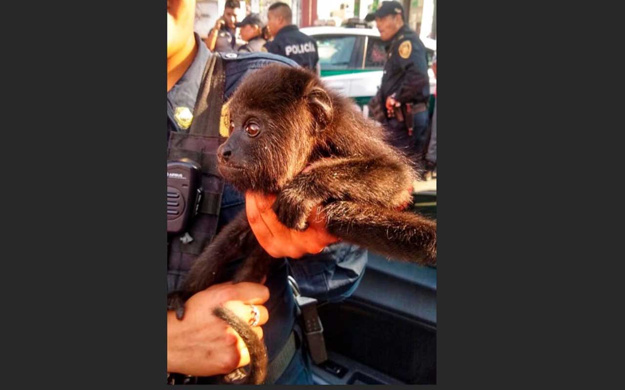 Rescatan en CDMX a 3 animales en peligro de extinción