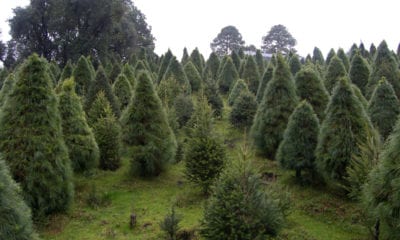 Detectan plagas en árboles de Navidad
