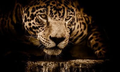 Animales en peligro de extinción, jaguar,