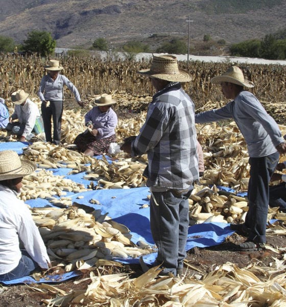 Durante período de Covid-19 en México, productores de maíz serán beneficiados