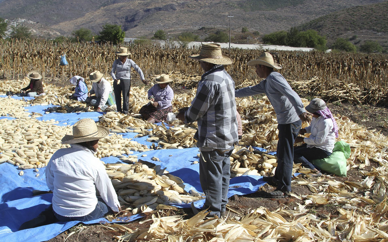Durante período de Covid-19 en México, productores de maíz serán beneficiados