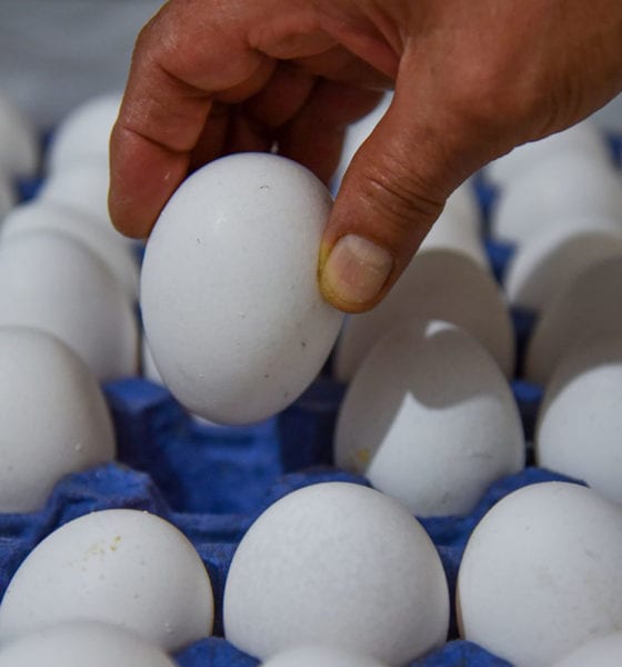 Multas de hasta 3 millones de pesos a quien encarezca huevo, frijol y tortilla