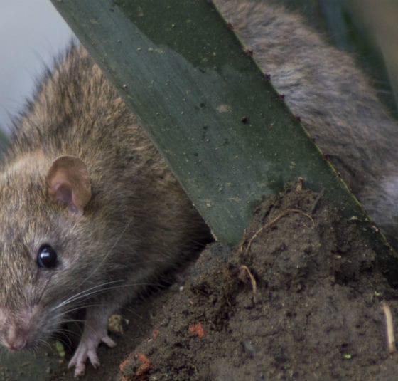 Ratas agresivas y hasta caníbales, el comportamiento extraño de los roedores en la cuarentena. Foto: Cuartoscuro
