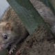 Ratas agresivas y hasta caníbales, el comportamiento extraño de los roedores en la cuarentena. Foto: Cuartoscuro