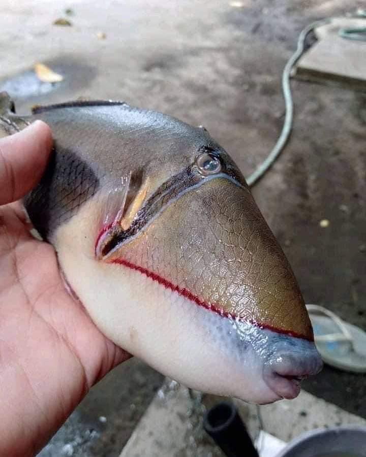 Encuentran pez con labios y dientes de humano. Foto: Twitter