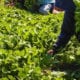 Gobierno anulará el uso de Glifosato en labores de agronomía