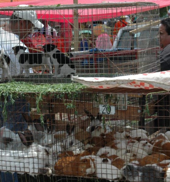 CDMX prohíbe la venta de animales en tianguis y mercados