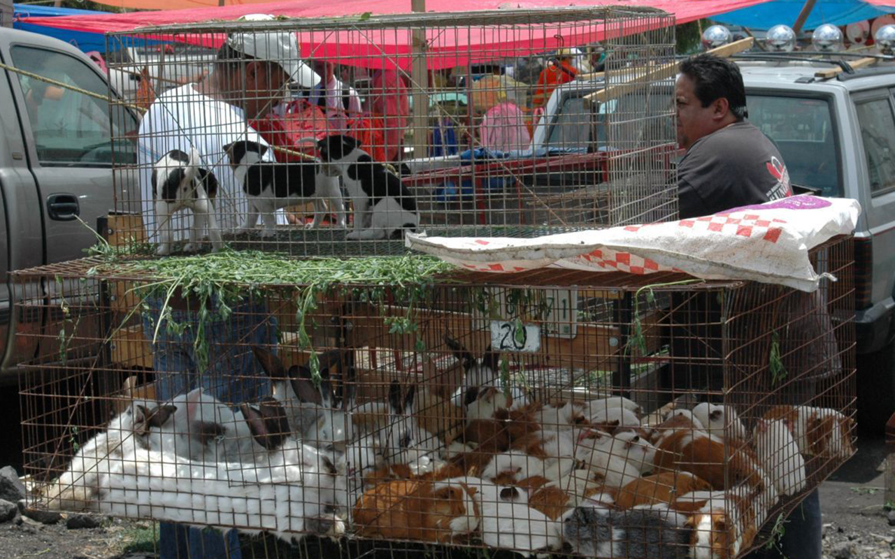 CDMX prohíbe la venta de animales en tianguis y mercados