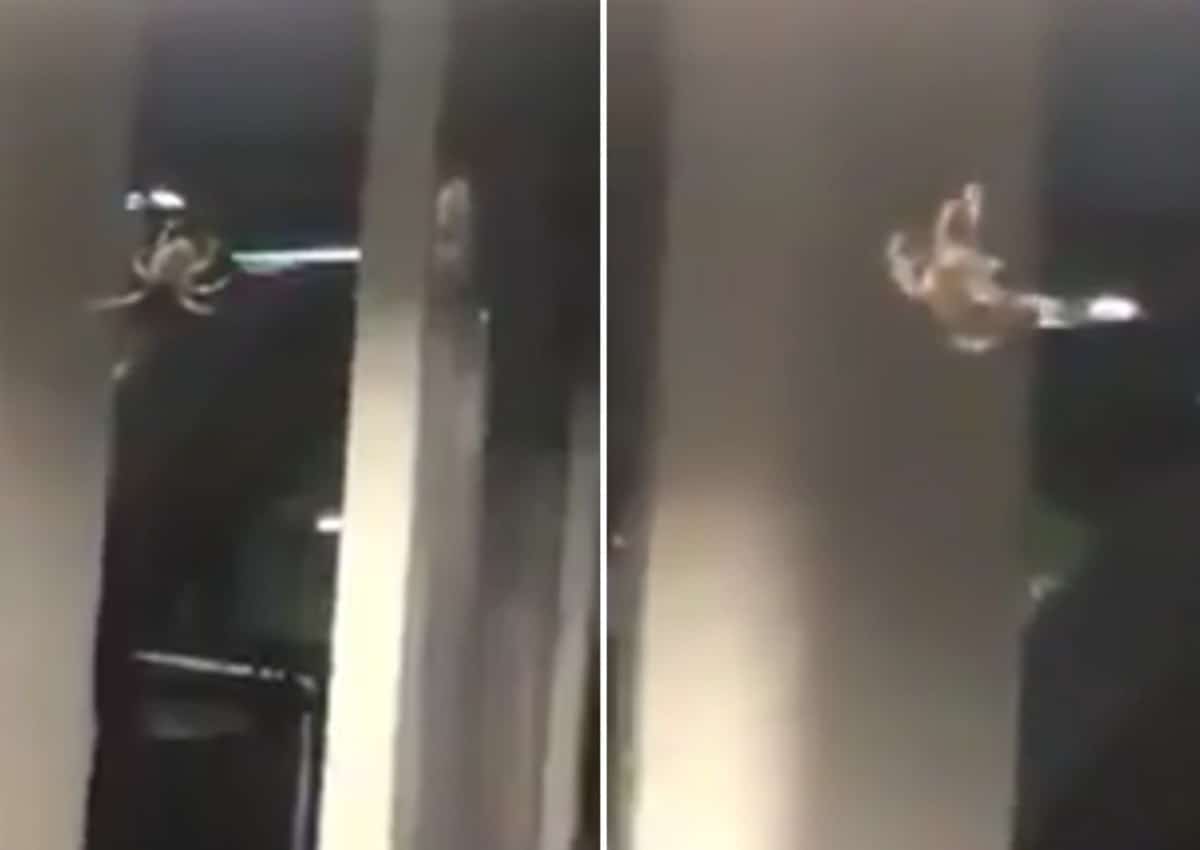 Captan araña gigante en las instalaciones del metro. Foto: Twitter
