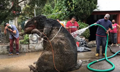 Encuentran rata gigante en drenaje de la Ciudad de México