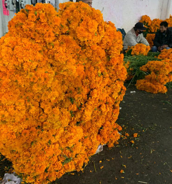Reportan bajas ventas de flor de cempasúchil en CDMX