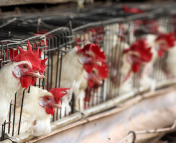 Sacrifican a gallinas en granja por gripe aviar. Foto: Cuartoscuro