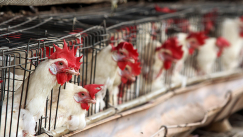 Sacrifican a gallinas en granja por gripe aviar. Foto: Cuartoscuro