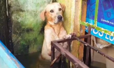 perro, inundaciones, tabasco