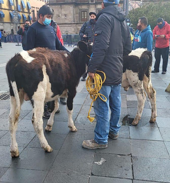 Con becerros, ganaderos protestan en el Centro Histórico en la CDMX