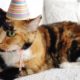 Festejan cumpleaños de gato y se contagian de Covid. Foto: Twitter