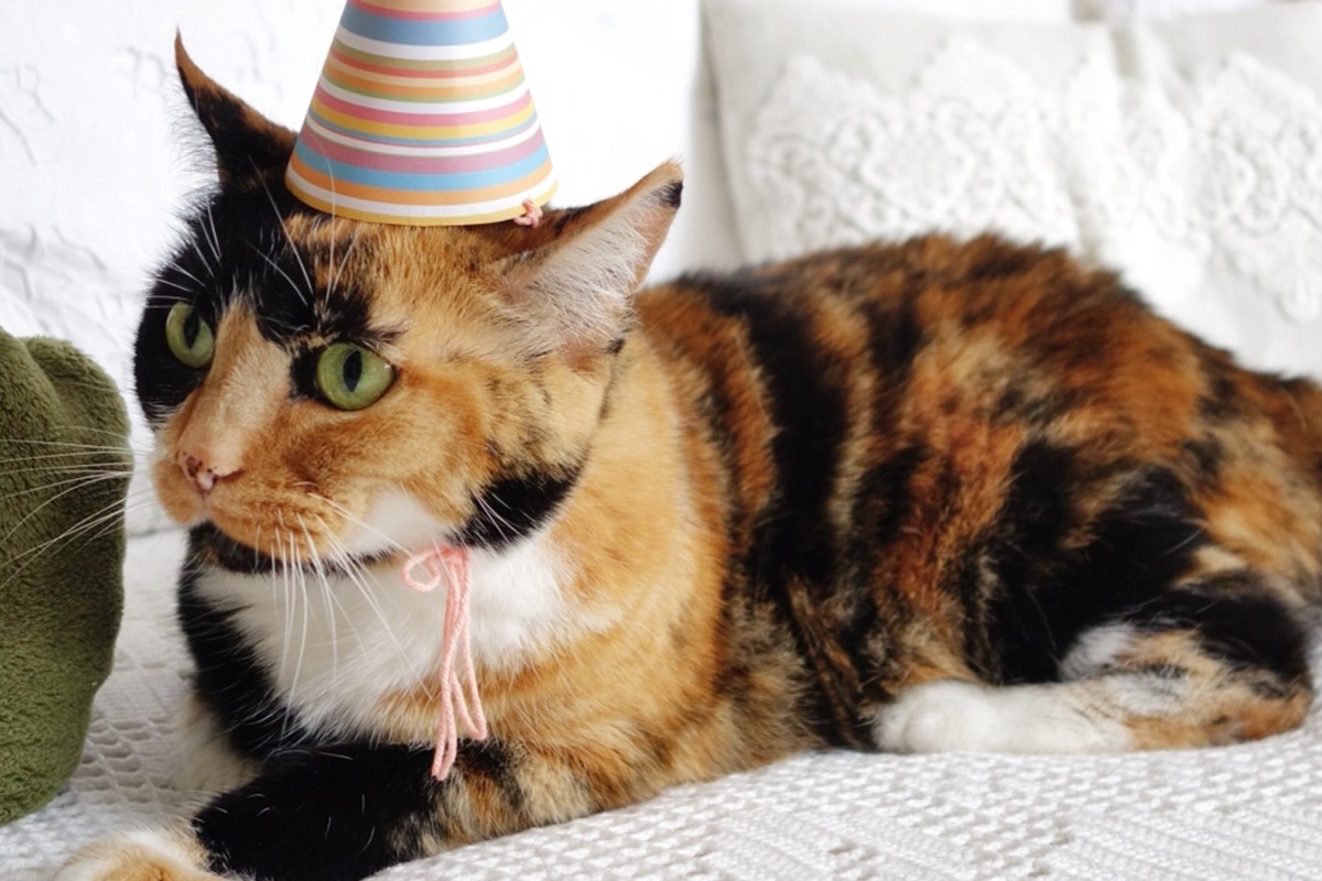 Festejan cumpleaños de gato y se contagian de Covid-19. Noticias en tiempo real