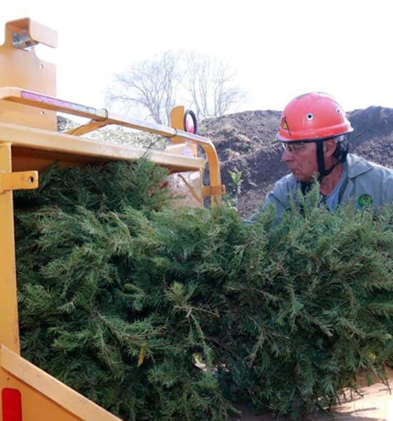 Convierten árboles de navidad en juguetes de madera