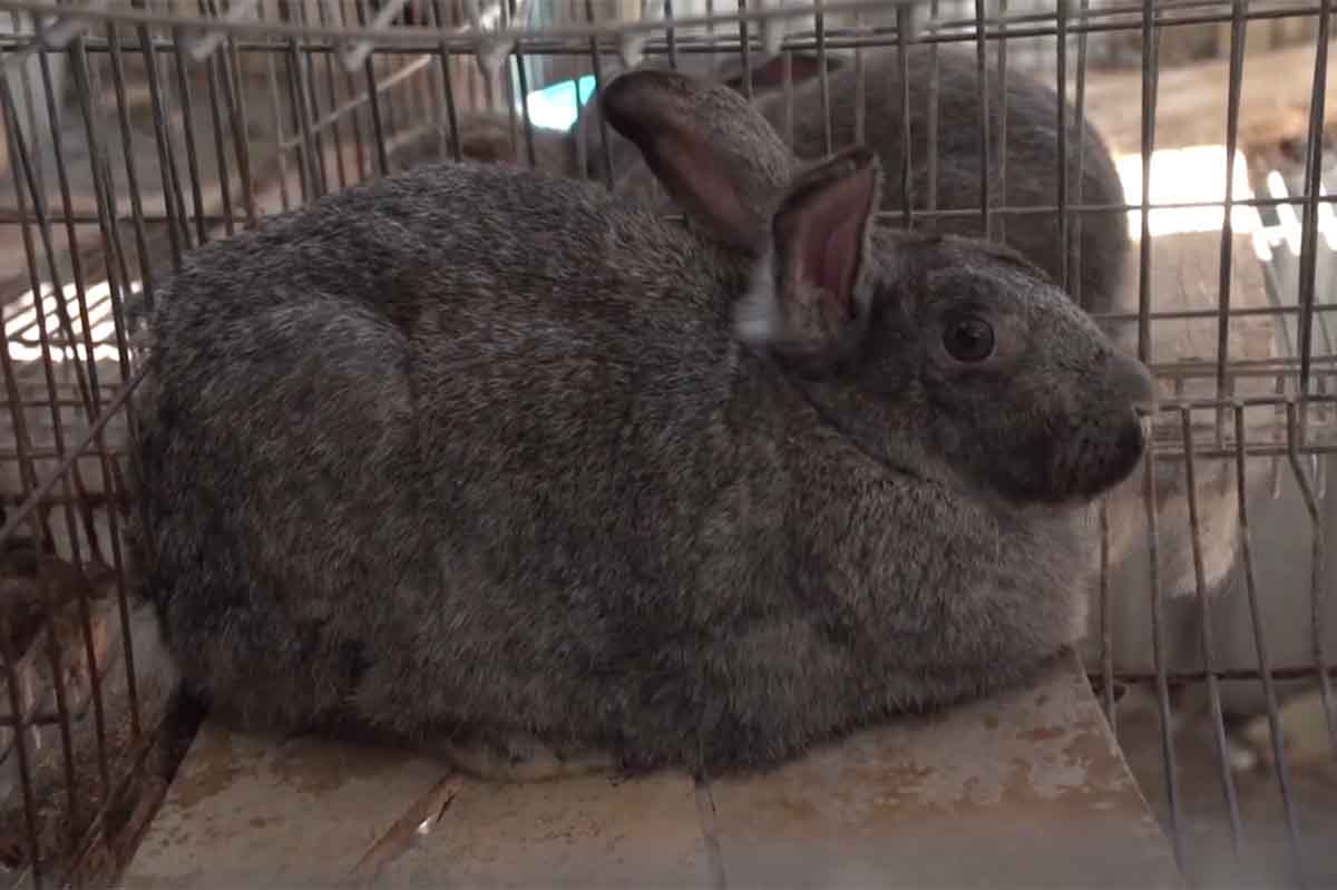 México en alerta por virus mortal hemorrágico en granjas de conejos. Noticias en tiempo real