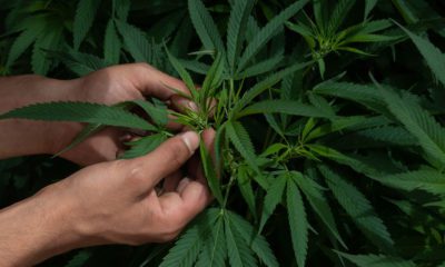 México a la vanguardia en producción y uso medicinal de cannabis