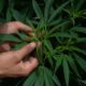 México a la vanguardia en producción y uso medicinal de cannabis