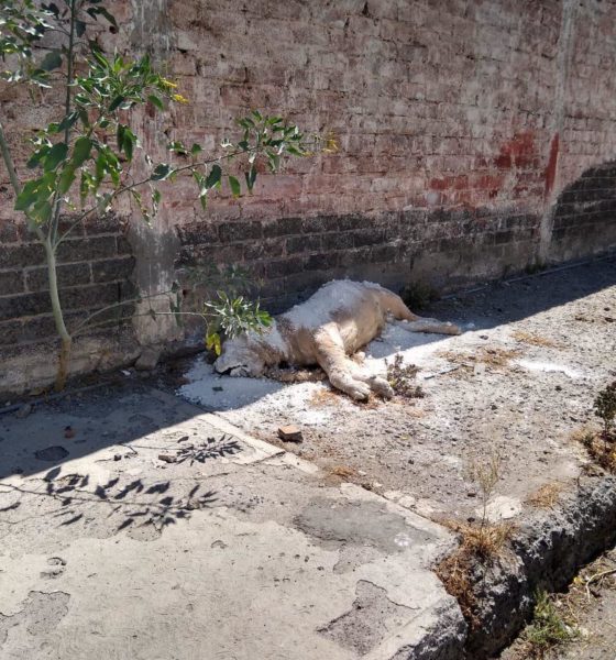 Localizan cuerpo de León en Iztapalapa. Foto: Israel Lorenzana