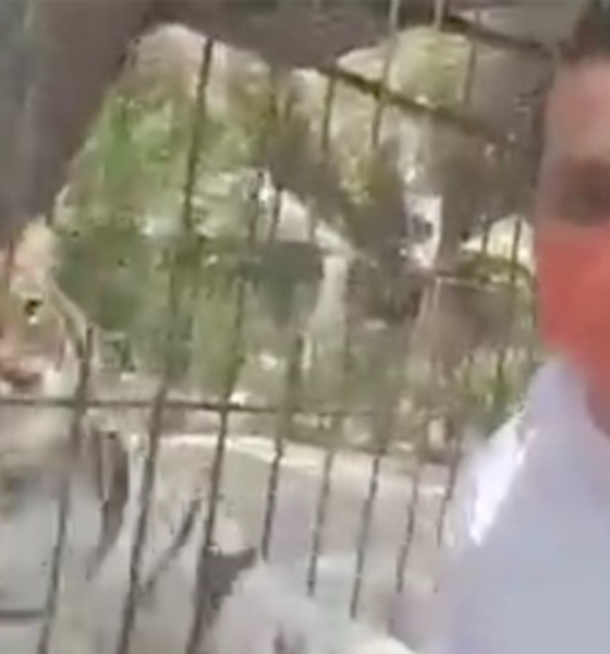 Tigre ataca a candidato de MC cuando grababa un spot en Puebla