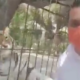 Tigre ataca a candidato de MC cuando grababa un spot en Puebla