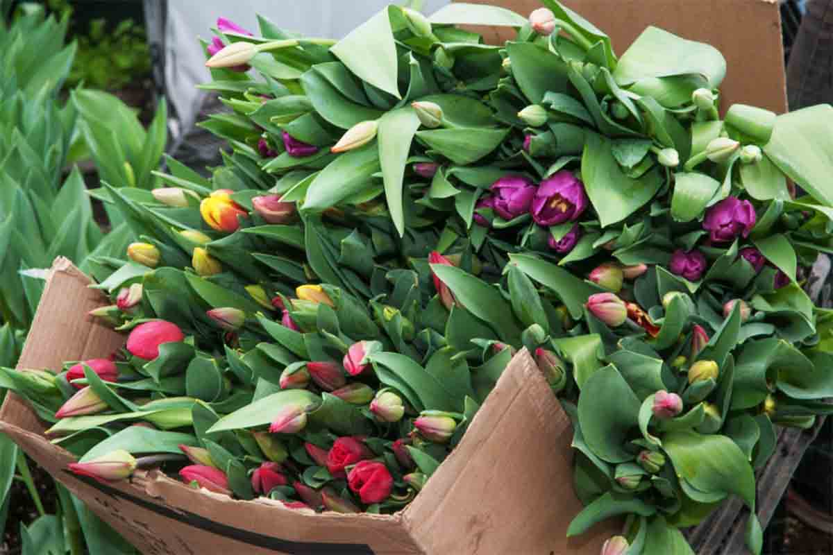 Floricultores listos con 32 millones de flores para 10 de mayo. Noticias en tiempo real