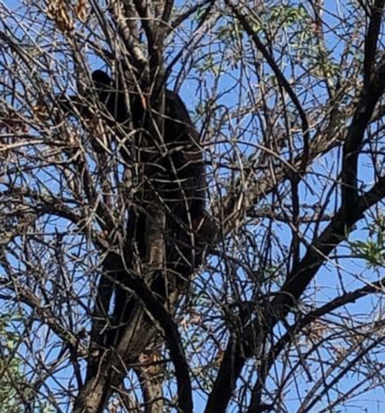 Oso trepa árbol de Universidad de Nuevo León