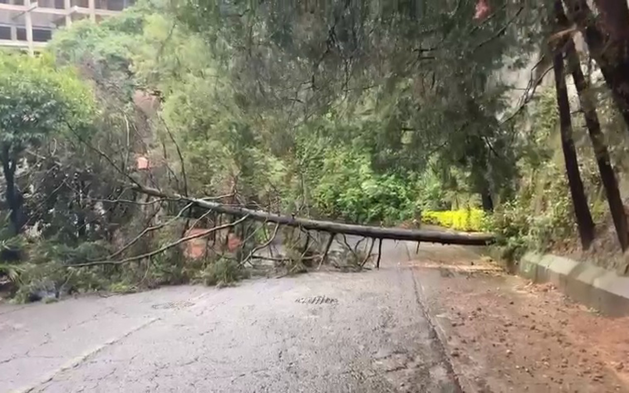 Por lluvias, caen árboles en la Ciudad de México