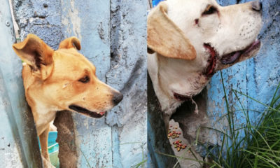 Vecinos alimentan a perros abandonados en predio de Neza