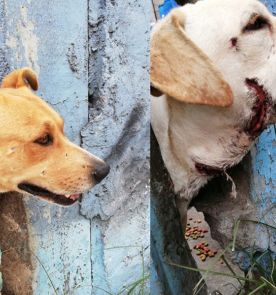 Vecinos alimentan a perros abandonados en predio de Neza