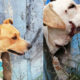 Vecinos alimentan a perros abandonados en predio de Neza