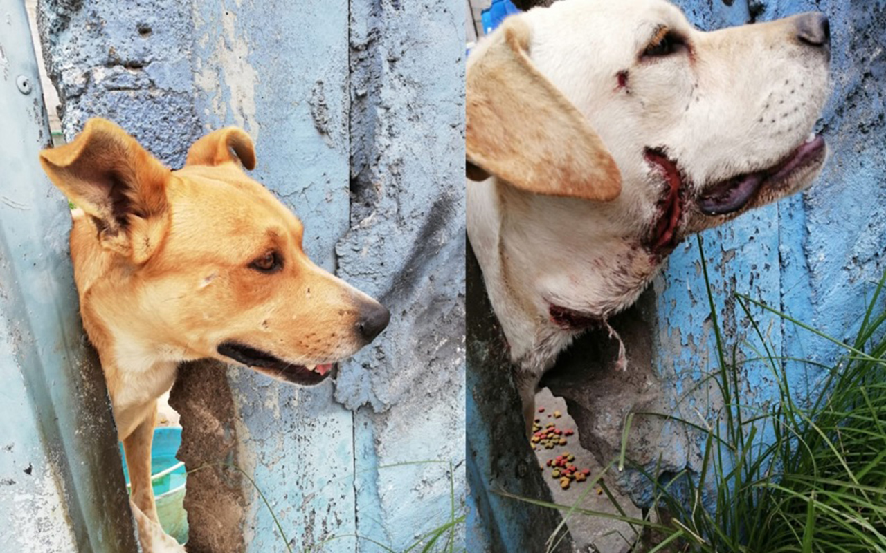 Vecinos alimentan a perros abandonados en predio de Neza