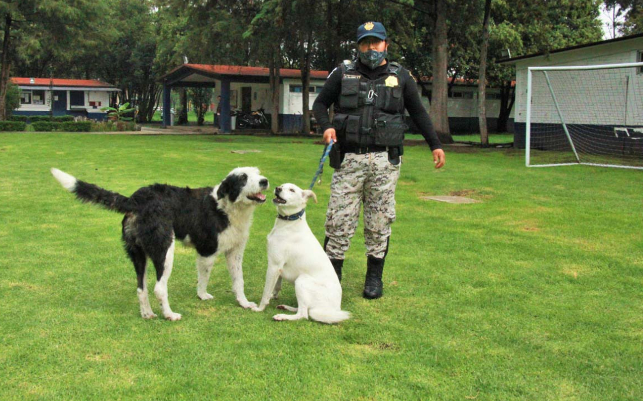 Perros callejeros se ganan el cariño de policías