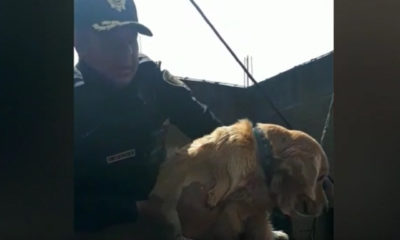 Rescatan a mascotas en inundación de Tula