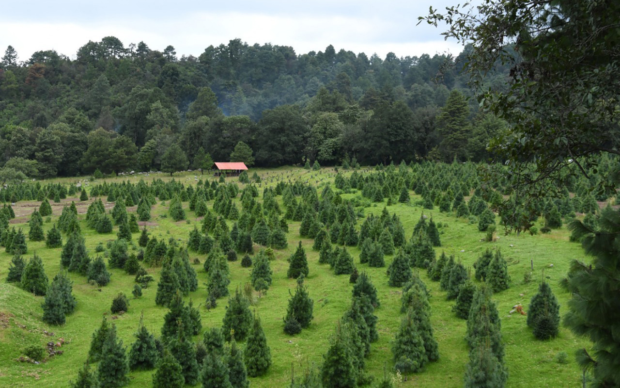 Listos 400 mil árboles mexiquenses para adornar la Navidad 2021