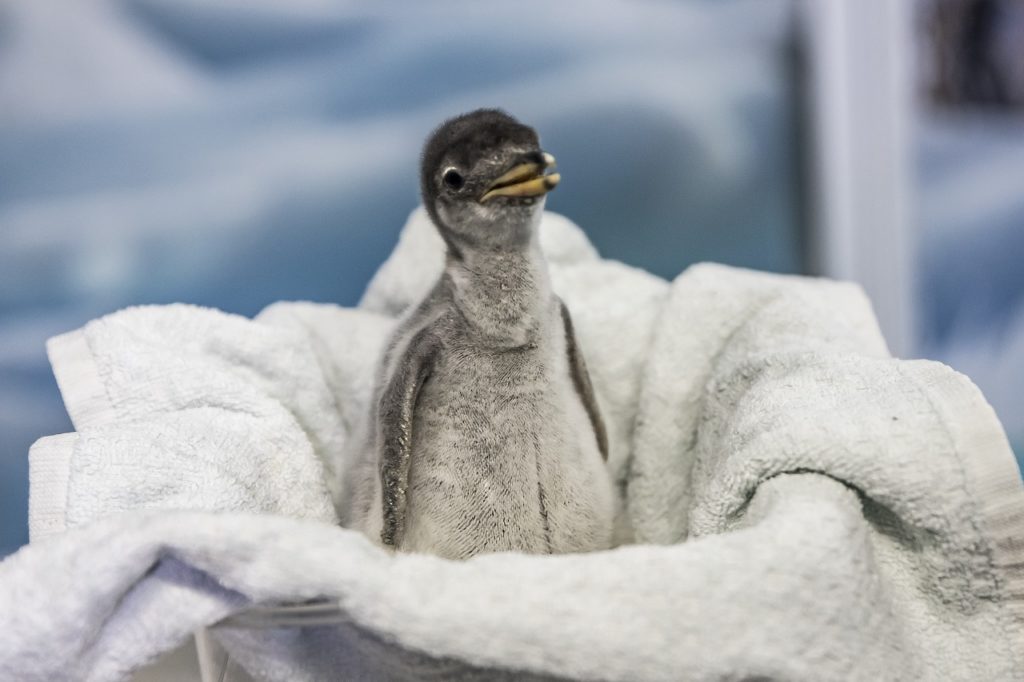 nacen pingüinos en el Acuario Inbursa