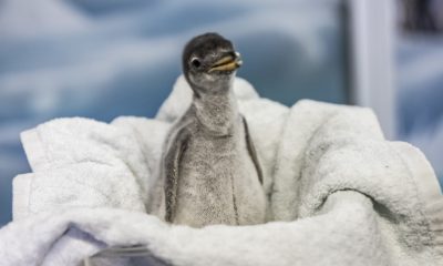 nacen pingüinos en el Acuario Inbursa