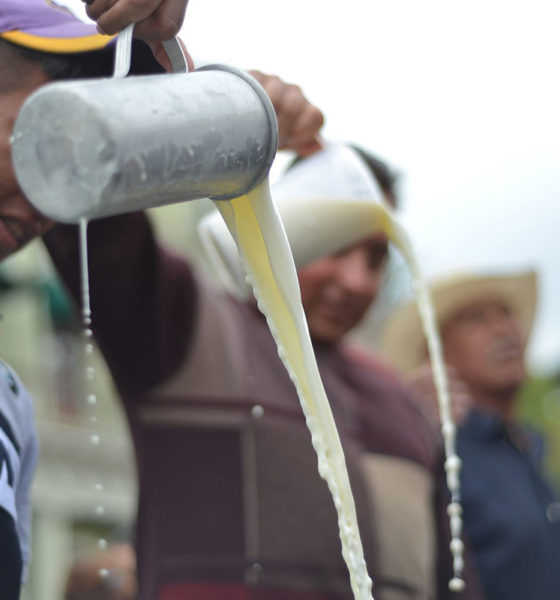 Garantizan pago de 9.20 pesos el litro de leche a pequeños productores