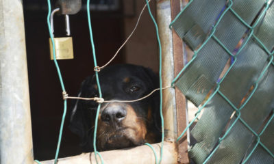 Labradores, pomeranianos y rottweillers, los perros más robados en México