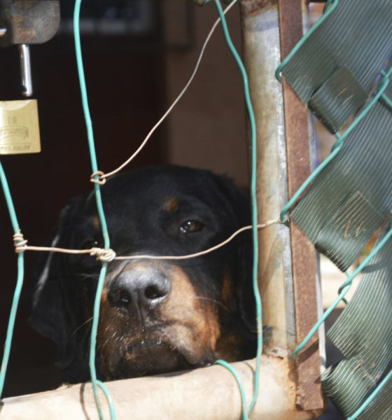 Labradores, pomeranianos y rottweillers, los perros más robados en México