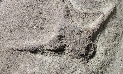 Descubren pisadas de pterosaurios y dinosaurios en Coahuila