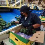 Piden el peso de la ley en contra de quien obstaculice producción de aguacate